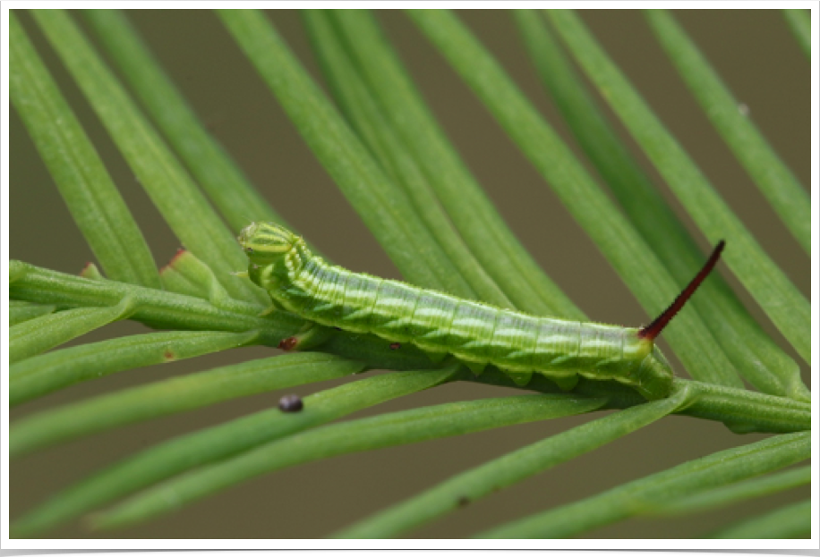 Isoparce cupressi
Bald Cypress Sphinx (early instar)
Greene County, Alabama